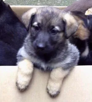 Cachorro raça indeterminada idade Abaixo de 2 meses nome Fluffy