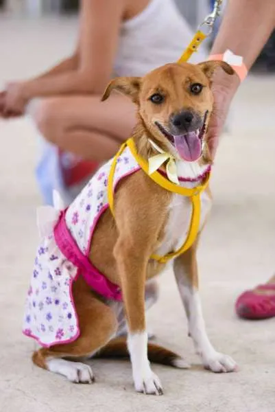 Cachorro ra a SRD idade 1 ano nome BELINHA