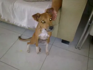 Cachorro raça SRD idade 1 ano nome BELINHA