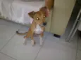 BELINHA
