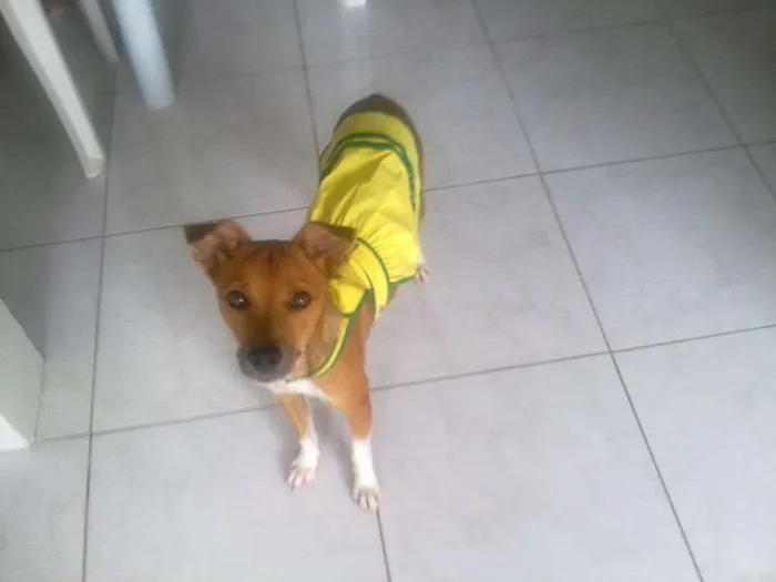Cachorro ra a SRD idade 1 ano nome BELINHA