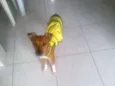 BELINHA