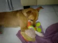 BELINHA