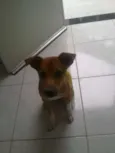 BELINHA
