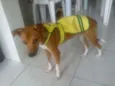 BELINHA