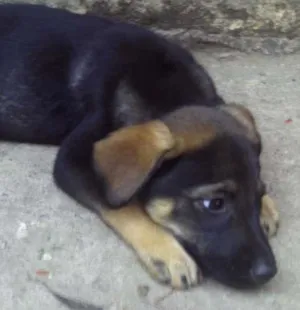 Cachorro raça indeterminada idade Abaixo de 2 meses nome Jerry