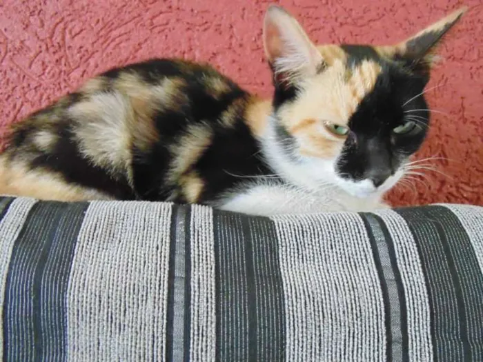 Gato ra a SRD idade 2 a 6 meses nome Magda e Magali