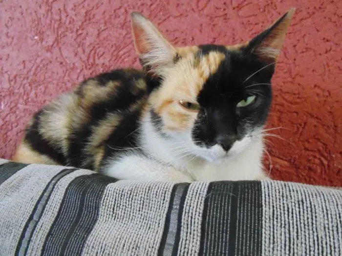Gato ra a SRD idade 2 a 6 meses nome Magda e Magali