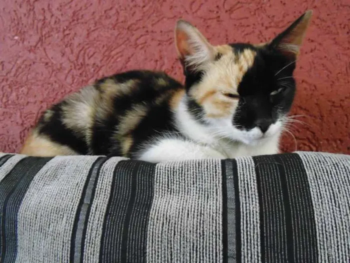 Gato ra a SRD idade 2 a 6 meses nome Magda e Magali