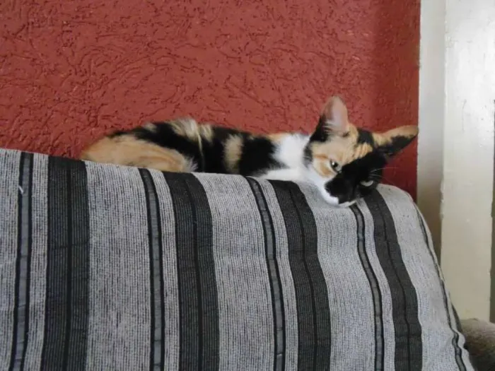 Gato ra a SRD idade 2 a 6 meses nome Magda e Magali