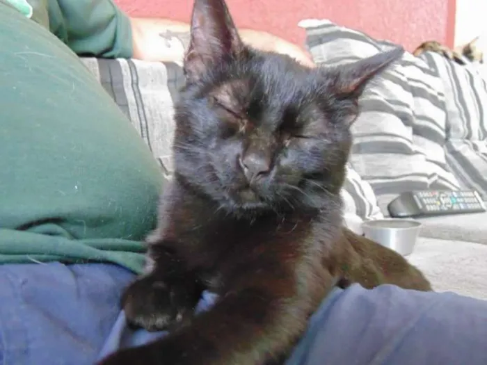 Gato ra a SRD idade 2 a 6 meses nome Magda e Magali