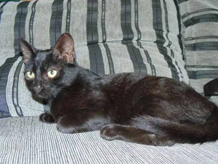Gato ra a SRD idade 2 a 6 meses nome Magda e Magali