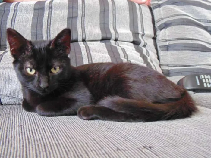 Gato ra a SRD idade 2 a 6 meses nome Magda e Magali