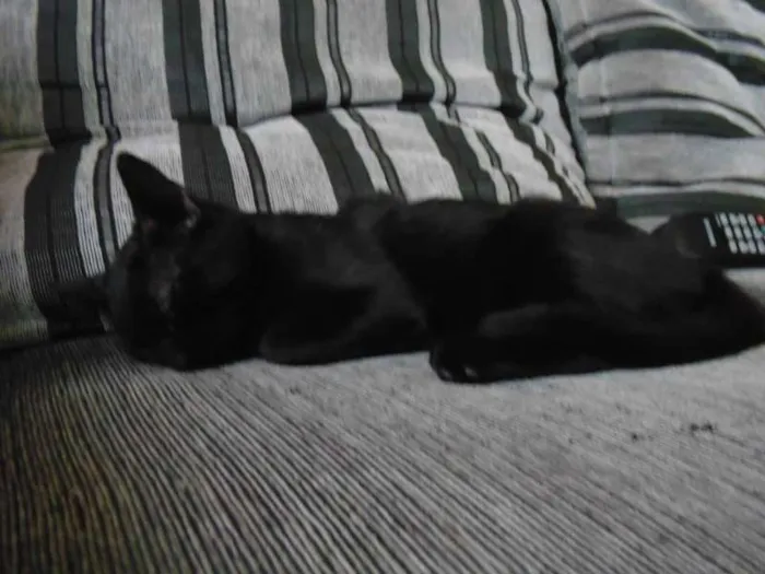 Gato ra a SRD idade 2 a 6 meses nome Magda e Magali