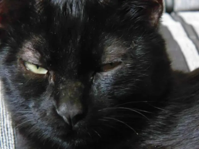 Gato ra a SRD idade 2 a 6 meses nome Magda e Magali