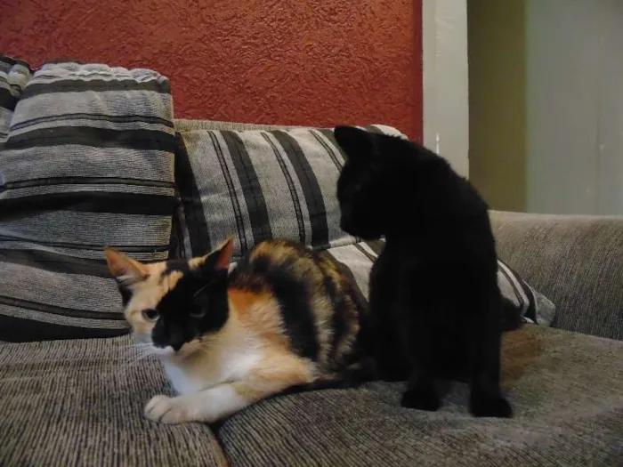 Gato ra a SRD idade 2 a 6 meses nome Magda e Magali