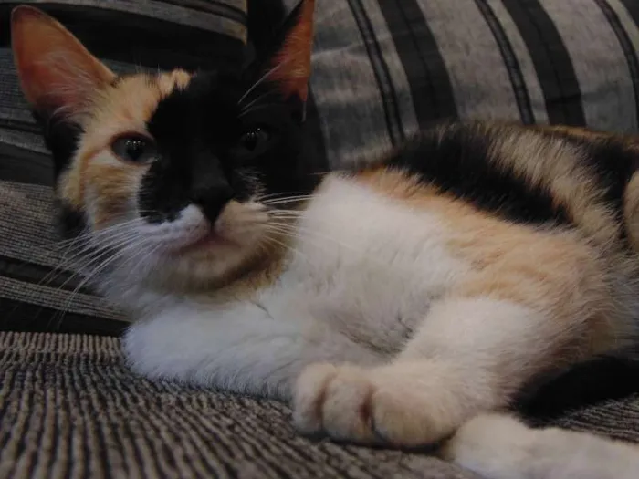 Gato ra a SRD idade 2 a 6 meses nome Magda e Magali