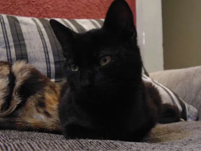 Gato ra a SRD idade 2 a 6 meses nome Magda e Magali