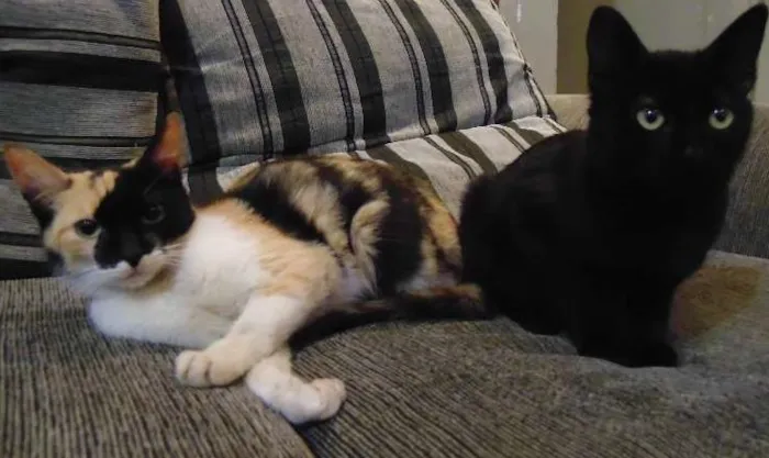 Gato ra a SRD idade 2 a 6 meses nome Magda e Magali