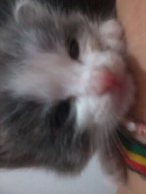 Gato ra a SRD idade Abaixo de 2 meses nome joy