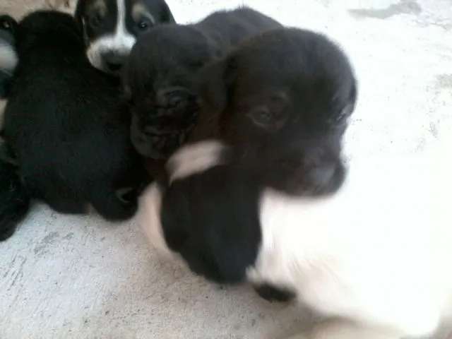 Cachorro raça  idade Abaixo de 2 meses nome sem nome 