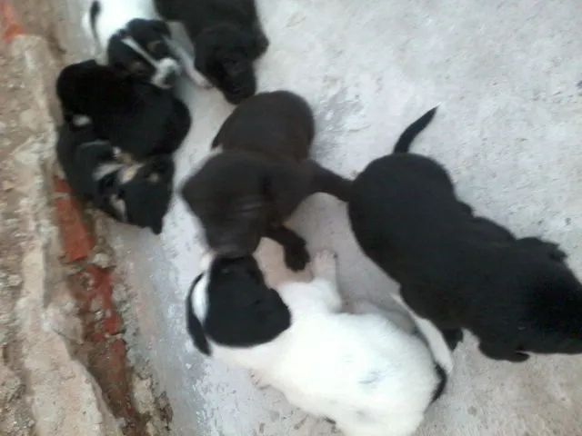 Cachorro raça  idade Abaixo de 2 meses nome sem nome 