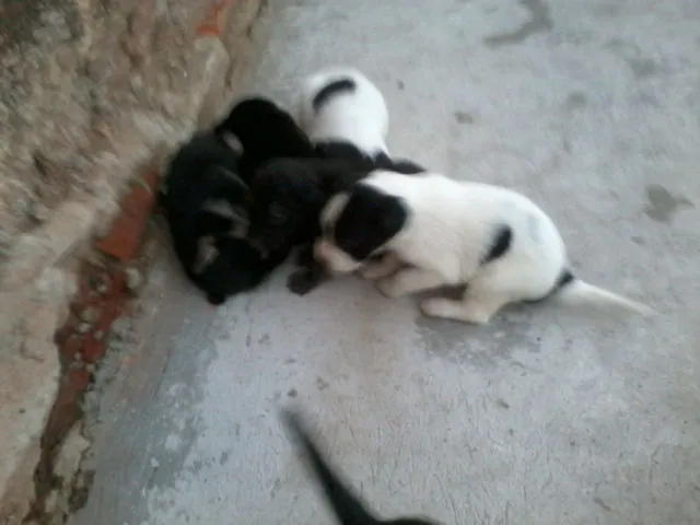 Cachorro raça  idade Abaixo de 2 meses nome sem nome 