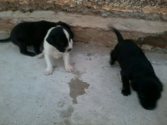 Cachorro raça  idade Abaixo de 2 meses nome sem nome 