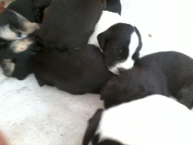 Cachorro raça  idade Abaixo de 2 meses nome sem nome 