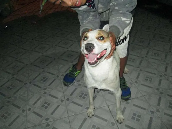 Cachorro ra a SRD idade 1 ano nome Vencedor