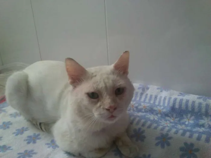 Gato ra a vira lata idade 5 anos nome Joe