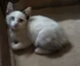 Amarelinho, Branqui