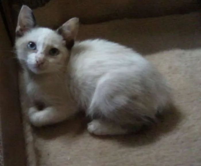 Gato ra a  idade 2 a 6 meses nome Amarelinho, Branqui