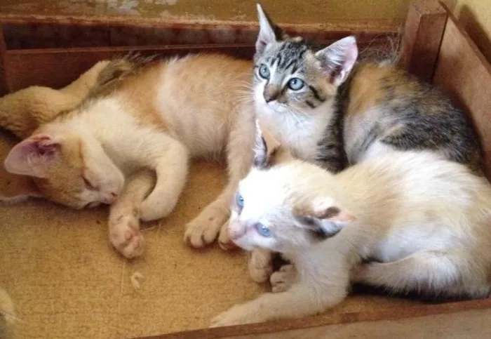 Gato ra a  idade 2 a 6 meses nome Amarelinho, Branqui