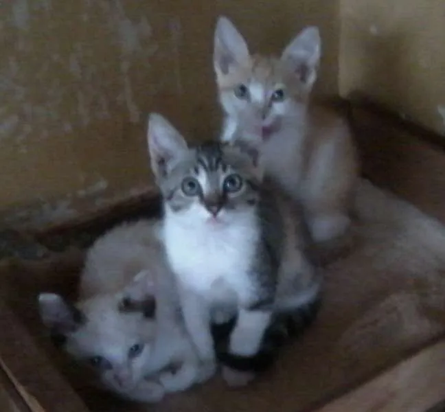 Gato ra a  idade 2 a 6 meses nome Amarelinho, Branqui