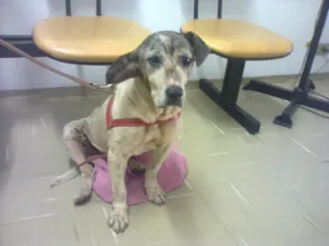 Cachorro raça SRD idade 5 anos nome Clarinha