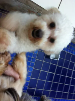 Cachorro raça Poodle idade 2 anos nome Romeu