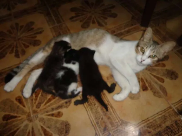 Gato ra a Sem raça idade 1 ano nome Alice