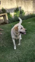 desconhecido