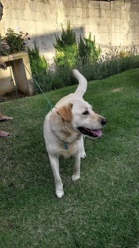 Cachorro ra a Labrador idade 3 anos nome desconhecido