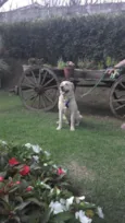 desconhecido