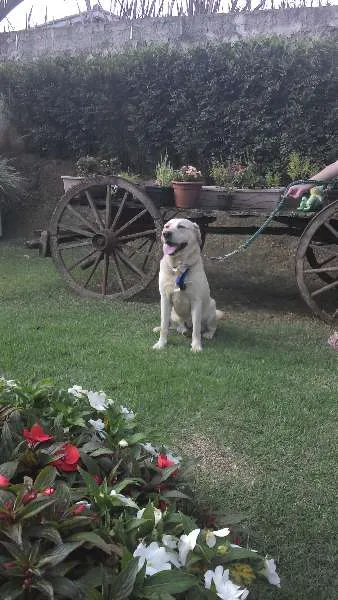 Cachorro ra a Labrador idade 3 anos nome desconhecido