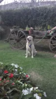 desconhecido