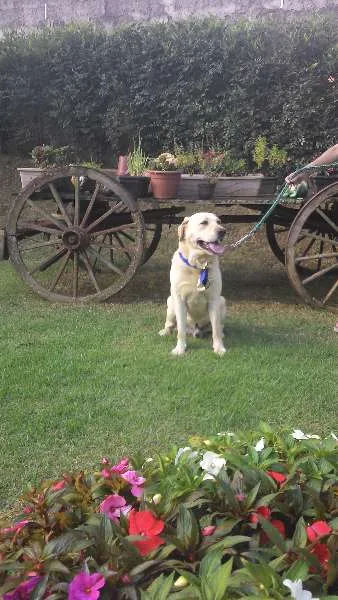 Cachorro ra a Labrador idade 3 anos nome desconhecido