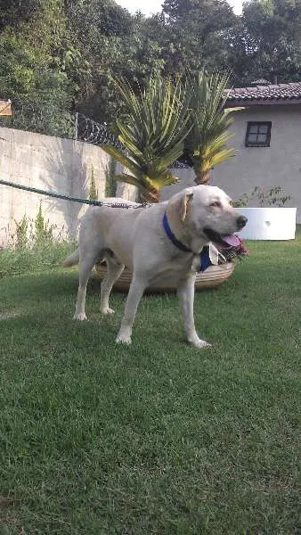 Cachorro ra a Labrador idade 3 anos nome desconhecido
