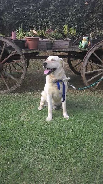Cachorro ra a Labrador idade 3 anos nome desconhecido