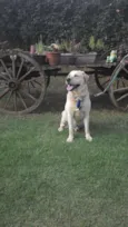 desconhecido