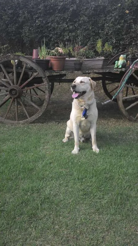 Cachorro ra a Labrador idade 3 anos nome desconhecido