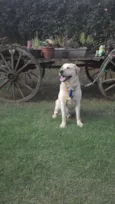 desconhecido