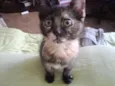 Bolinha